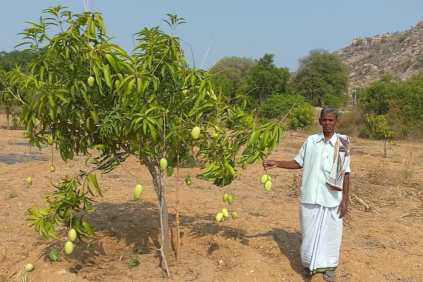 A farmer standing beside a young mango tree already carrying fruit