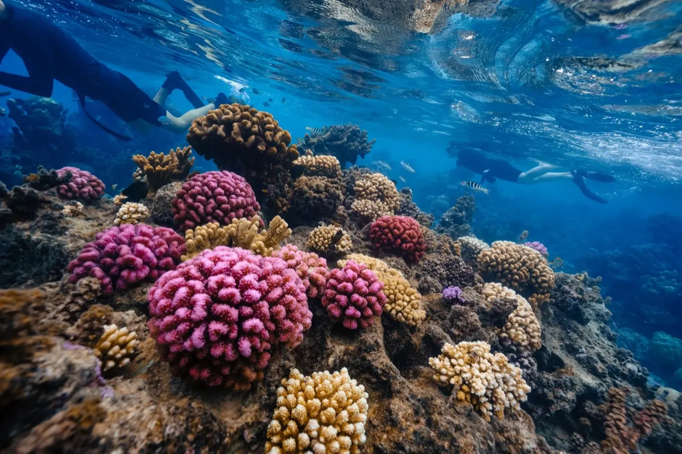 Pink and gold corals on a shallow reef with two snorkellers swimming above